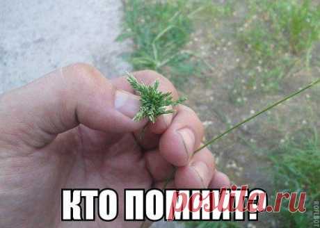 Петух или Курица?