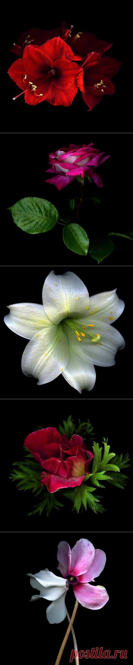 Красота на черном фоне..