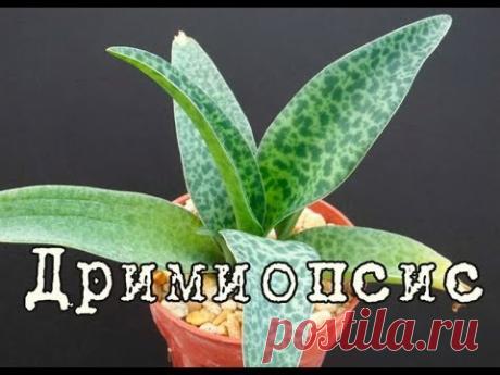 ДРИМИОПСИС или ЛЕДЕБУРИЯ, легкое в выращивании растение. Уход и разведение в домашних условиях