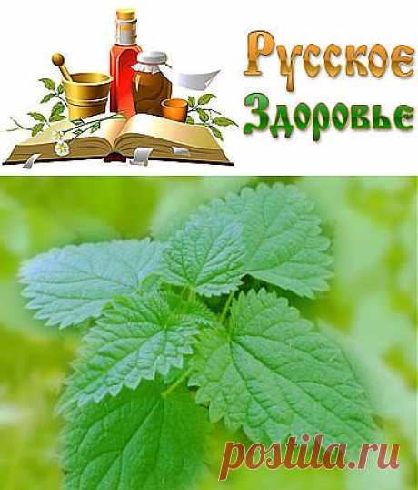 Зубной порошок из крапивы- отличное чистящее и лечебное средство