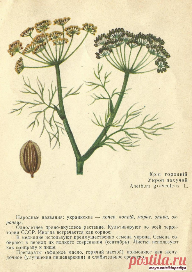 Укроп пахучий