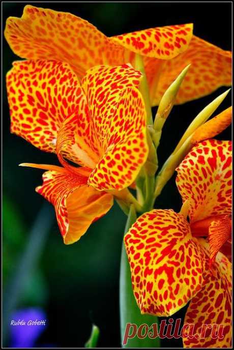 Orchids | Flowers - Wonders of Creation