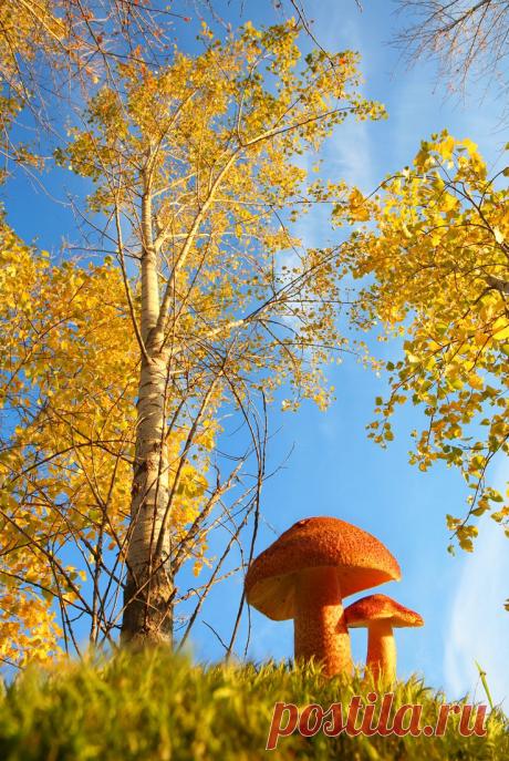 35PHOTO - Вадим Трунов - Золото осени