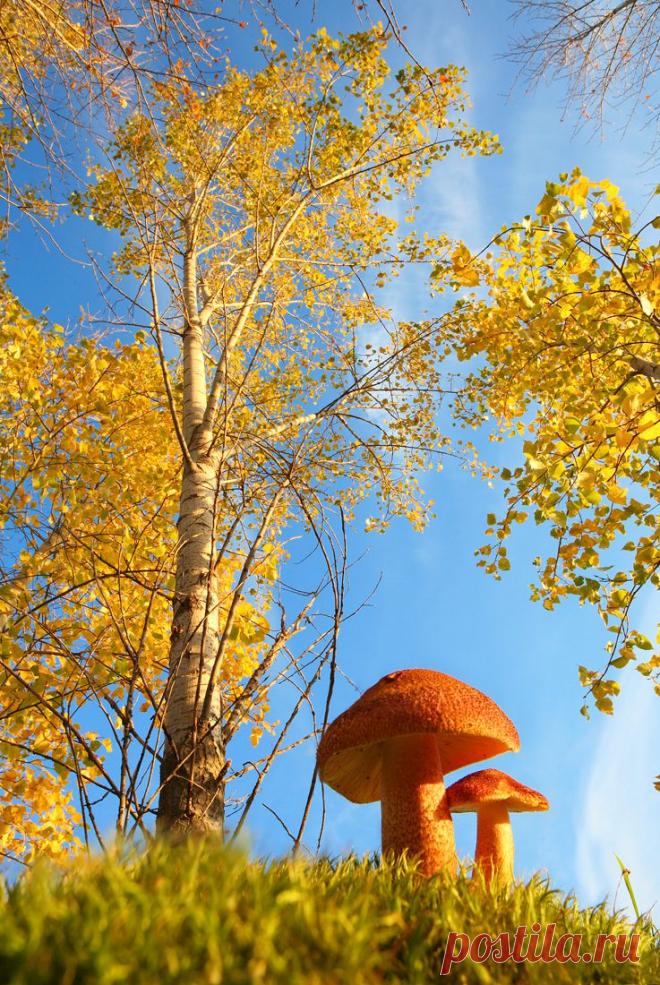 35PHOTO - Вадим Трунов - Золото осени