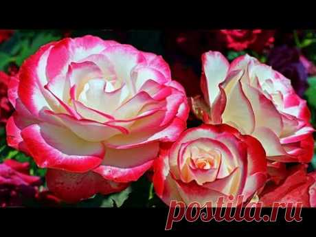 СЛОВАРЬ начинающего РОЗОВОДА. Форма цветка. Клаймеры и Рамблеры и др. Beautiful roses. Rose Garden.