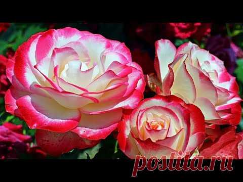 СЛОВАРЬ начинающего РОЗОВОДА. Форма цветка. Клаймеры и Рамблеры и др. Beautiful roses. Rose Garden.