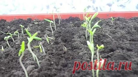 ВЗОШЛИ ПЕРВЫЕ ТОМАТЫ. ЧТО ДЕЛАТЬ ДАЛЬШЕ?