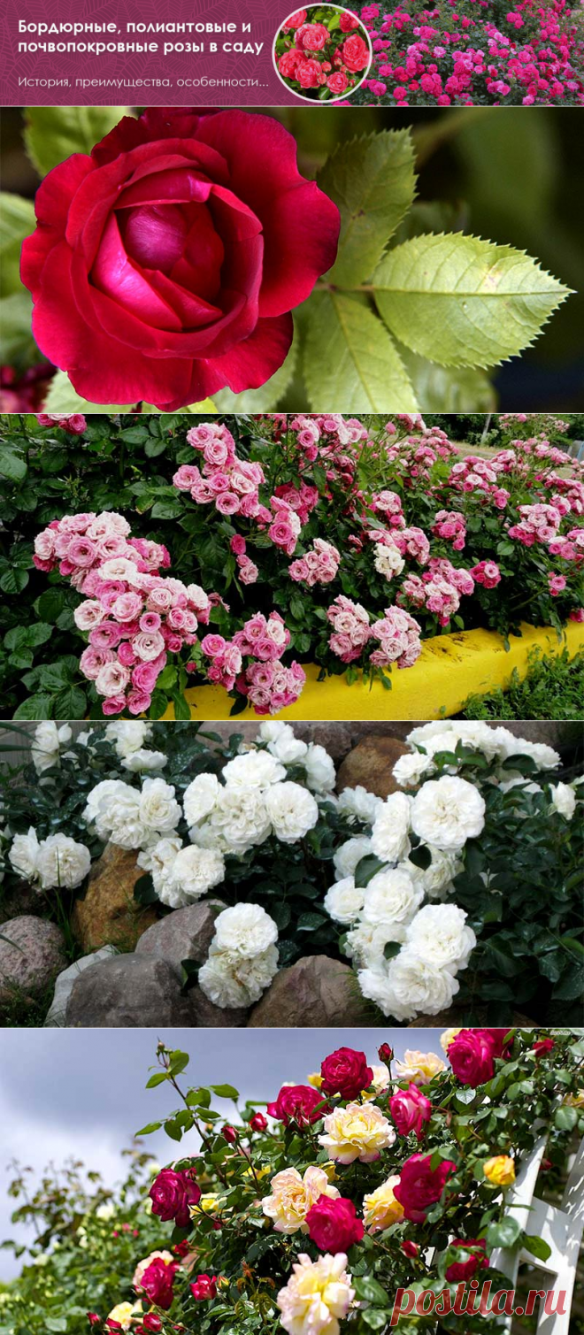 Бордюрные, полиантовые и почвопокровные розы в саду