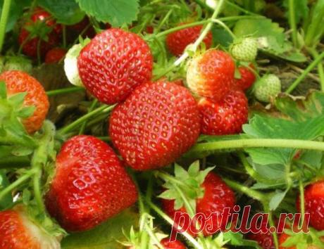 КАЛЕНДАРЬ УХОДА ЗА КЛУБНИКОЙ С ВЕСНЫ ДО ОСЕНИ 
Клубника (садовая земляника) – довольно капризная культура. Поэтому за ней нужно тщательно ухаживать с ранней весны до поздней осени. Мы расскажем, какие работы и в какое время нужно проводить. 
За клубничной грядкой начинают ухаживать еще до того, как полностью сойдет снег (обычно в марте), а заканчивают работы с наступлением заморозков. 

Март 
Когда наступят первые теплые дни и с грядок частично сойдет снег, клубнику укрыва...