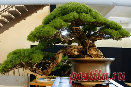 Как ухаживать за бонсай: куда его посадить и сколько поливать &amp;#8211; Agro-Info