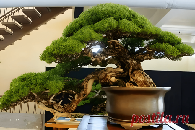 Как ухаживать за бонсай: куда его посадить и сколько поливать &#8211; Agro-Info