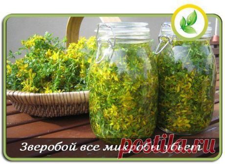Всё о здоровье
Зверобой все микробы убьет