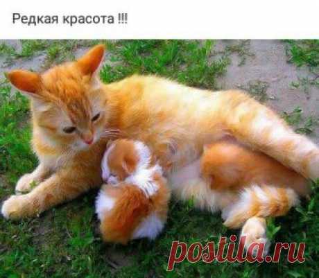 Светлана: Я красивая,интересная,умная, отзывчивая,интеллигентная,добрая, заботливая,Но...Не сегодня...Не сегодня