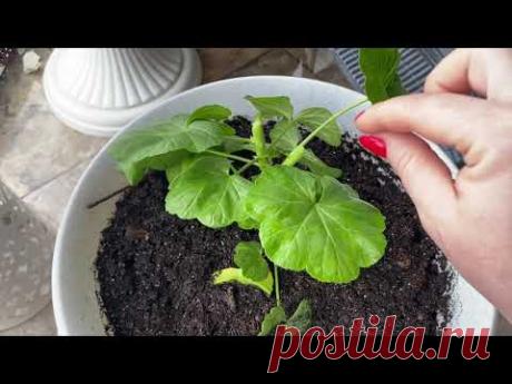 Сделайте это со своей пеларгонией (геранью) формировка черенка 🌸