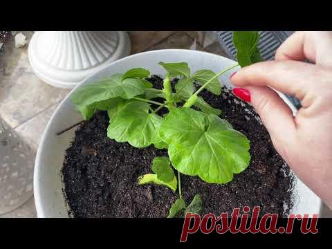 Сделайте это со своей пеларгонией (геранью) формировка черенка 🌸