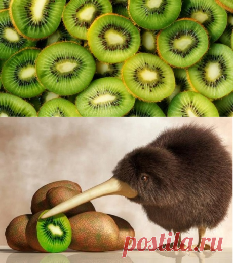 Киви: лечебные свойства, калорийность и противопоказания