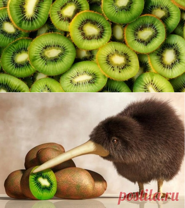 Киви: лечебные свойства, калорийность и противопоказания