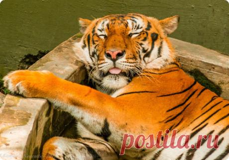 Мой Мир@Mail.Ru