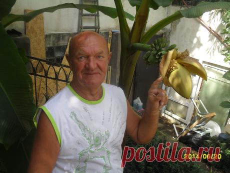 Бананы в Сочи не только растут, но и цветут и образуют плоды. Но эти плоды не могут вызреть и опадают маленькими и незрелыми.