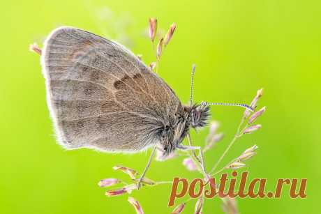 Small Heath Small Heath ( Coenonympha pamphilus ) Butterfly  Tech info | 22 natural light exposures stacked at f6.3, exp.time 1/15sec, ISO200  Stacking Soft / Zerene Stacker  canon mp-e 65mm/f2.8 1-5x macro lens | Metabones Canon EF to Sony E Smart Adapter (Mark IV) | Sony A7