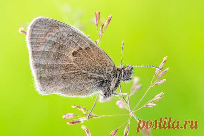 Small Heath Small Heath ( Coenonympha pamphilus ) Butterfly  Tech info | 22 natural light exposures stacked at f6.3, exp.time 1/15sec, ISO200  Stacking Soft / Zerene Stacker  canon mp-e 65mm/f2.8 1-5x macro lens | Metabones Canon EF to Sony E Smart Adapter (Mark IV) | Sony A7