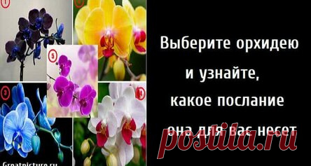 Выберите орхидею и узнайте, какое послание она для вас несет