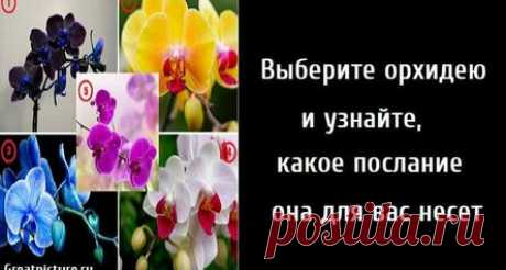Выберите орхидею и узнайте, какое послание она для вас несет