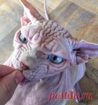 daily nudes в Instagram: «miamiam 😋😋😋😋🤙🏼🤙🏼✌🏼✌🏼xoxo xherdy ❤️❤️💋🐛 😻 #xherdan #nakedcat #naked #sphynx #scary #wrinkles #nude #tired #love #dailynude #cat #sphynxcat…» 994 отметок «Нравится», 41 комментариев — daily nudes (@xherdanthenakedcat) в Instagram: «miamiam 😋😋😋😋🤙🏼🤙🏼✌🏼✌🏼xoxo xherdy ❤️❤️💋🐛 😻 #xherdan #nakedcat #naked #sphynx #scary #wrinkles #nude…»
