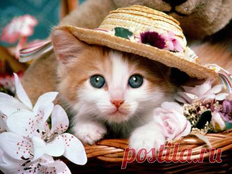 anh meo con dra cats 35
