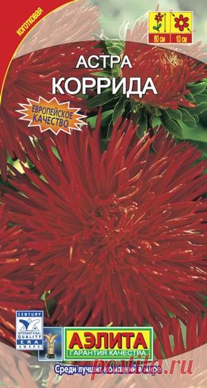 ДомСадок. Астра Коррида коготковая. Однолетник. Высота растения 80 см. Диаметр соцветия 10 см. Аэлита.