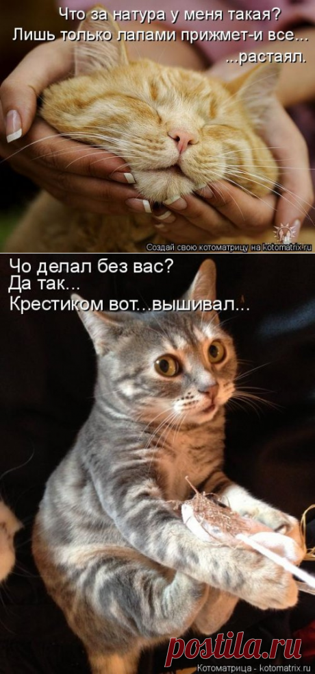 Новая смешная котоматрица