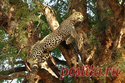 Пес спас мальчика от нападения леопарда