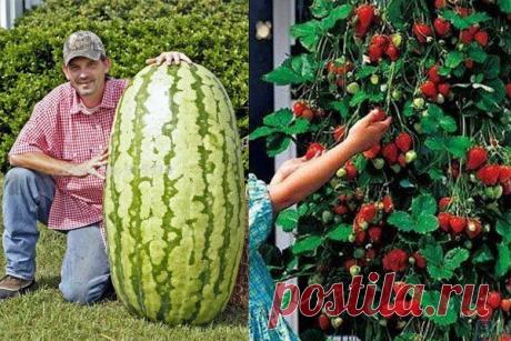 Сад и Огород. Советы и идеи дачникам и огородникам, Дача