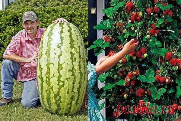 Сад и Огород. Советы и идеи дачникам и огородникам, Дача