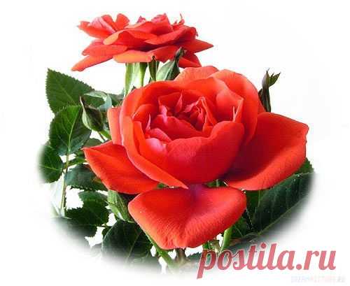 Dream Picture - Цветы > Розы > 41580236_24af0942eaaf