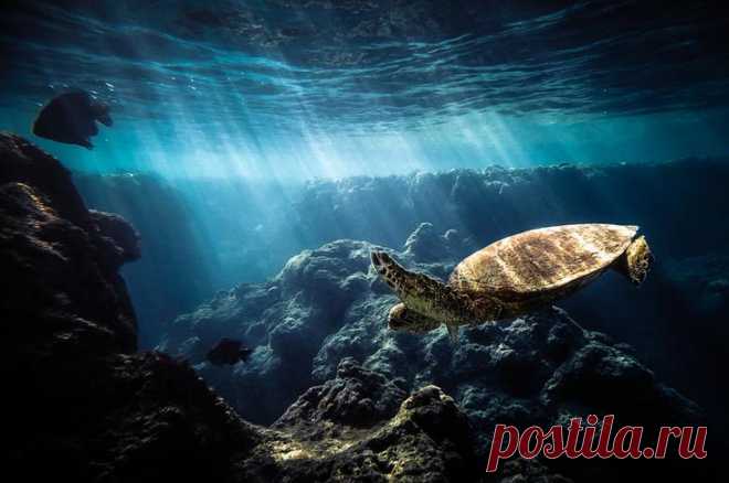 45 красивых подводных фотографий, от которых замирает дыхание