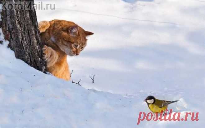 Ну привет! Птичка. | KotoMail.ru