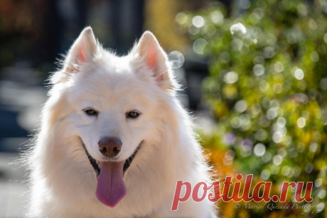 30 Adorable Photographs of Pets (and Their Owners) - Stockvault.net Blog