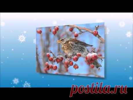 О птицах детям.Птицы зимой - YouTube