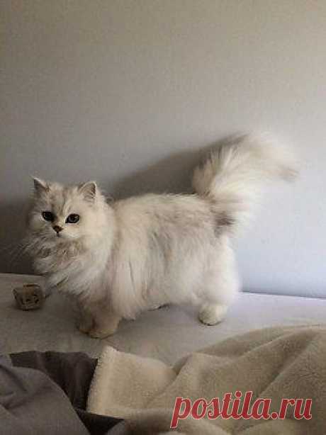 Котизм