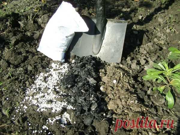 Последние подкормки сада 
Чтобы деревья и кустарники хорошо перезимовали, осенью их надо хорошенько накормить. А поскольку требования у всех растений разные, для каждого придется составлять отдельное меню.

Яблони и груши
Их …