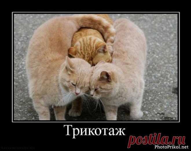 Трикотаж