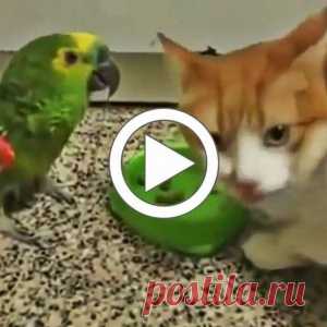 Попугай хамит за завтраком коту и получает за это оплеуху