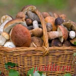 Маринованные грибы: 5 лучших рецептов