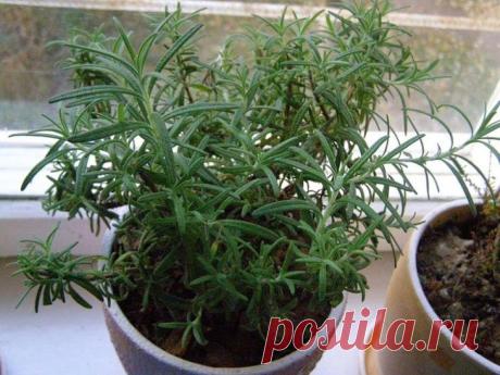 10 самых благоприятных комнатных растений