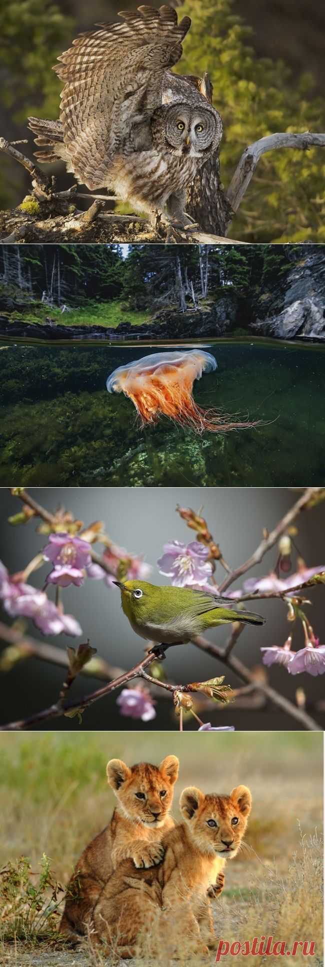 Лучшие фотографии National Geographic за апрель