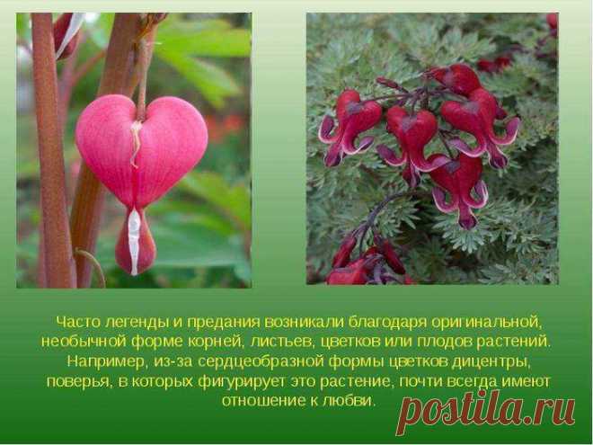 Интересные факты и легенды о цветах