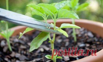 Правила прищипывания сладкого перца Прищипывание сладкого перца – не сложная, но обязательная процедура, без которой растение не сможет правильно расти и развиваться. Без этого невозможно добиться неповторимого сладковатого вкуса этого ...