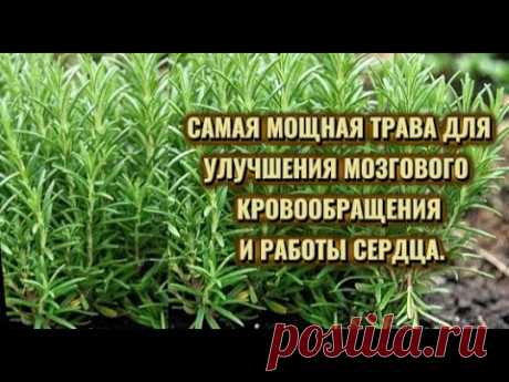 САМАЯ МОЩНАЯ ТРАВА ДЛЯ УЛУЧШЕНИЯ КРОВООБРАЩЕНИЕ ГОЛОВНОГО МОЗГА И РАБОТЫ СЕРДЦА.