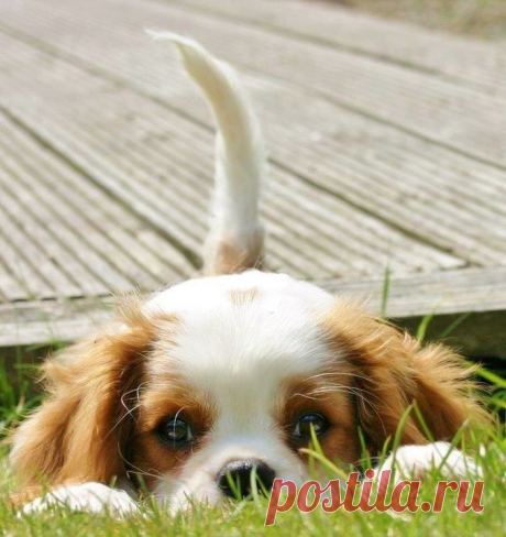 10 Reasons Why You Should Never Own Cavalier King Charles Spaniels
